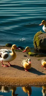 Peaceful scene of ducks by the lakeside, reflecting in the water under a blue sky.