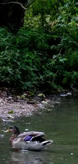 Two ducks swim by a lush green riverside, creating a serene nature scene.