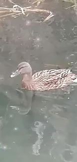 Two ducks swimming in calm, clear water.