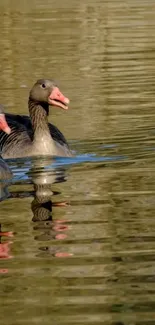 Two ducks gliding gracefully on rippling water.