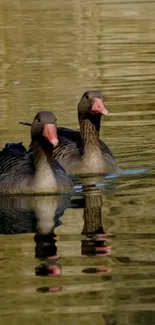 Two ducks gracefully glide across calm water.