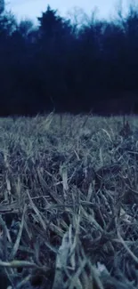 Serene dusk field with dark blue sky.