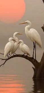 Egrets perched on tree branch with sunset background.
