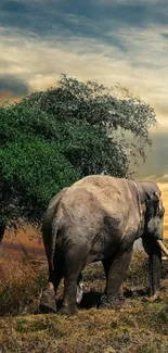 Elephant stands under a vibrant sunset next to lush tree.