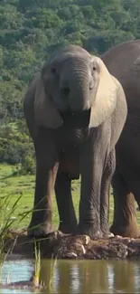 Elephant standing by a calm water source in a lush green forest.