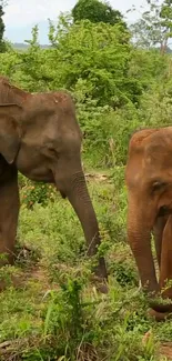 Two elephants in a lush green forest setting.