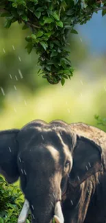 Elephant in green forest with rain, creating a calm and serene wallpaper scene.