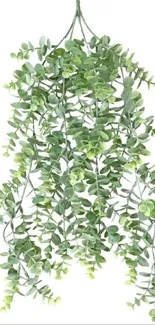 Artificial eucalyptus plant wallpaper with lush green leaves.