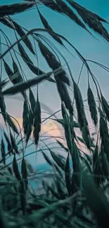 Serene teal wheat field at sunset wallpaper with gentle ambiance.