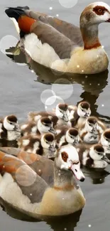 Family of ducks swimming in calm water.