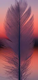 Purple feather backlit by a vibrant sunset.