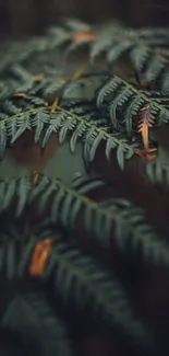 Close-up of lush green fern leaves providing a serene nature wallpaper.