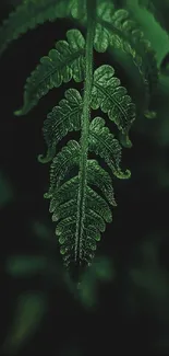 Close-up of a green fern leaf on a dark background.