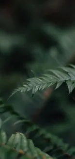 Close-up of a green fern leaf on a dark background.