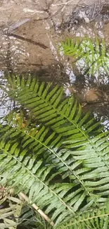 Green ferns reflecting in clear water create a serene nature wallpaper.