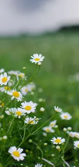 Serene daisies blooming in a green field.