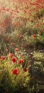 Field of red poppies with sunlight enhancing the natural beauty.