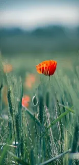 Vibrant red poppy flower in lush green field mobile wallpaper.