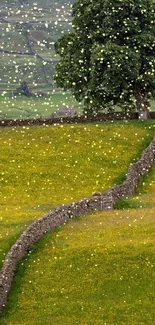 Green field with yellow flowers and stone wall under a tree.