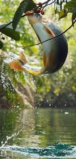 Fish splashing in pond surrounded by green foliage.