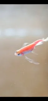 Vibrant fish in calm underwater scene, tan background.