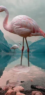 Flamingos standing in a serene lake with mountain background.