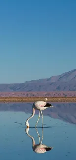 A flamingo by water with mountain reflection under a blue sky.