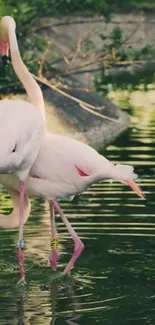 Two flamingos gracefully standing in water with lush green surroundings.