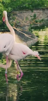 Flamingos standing gracefully in tranquil water surrounded by lush greenery.