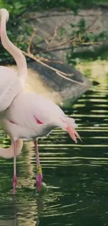 Two flamingos standing in a serene pond surrounded by lush greenery.