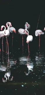 Flock of flamingos reflecting in calm water at night.