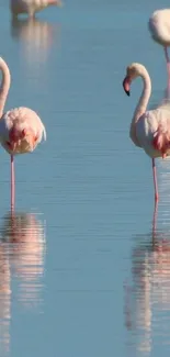 Two flamingos standing in calm blue water.