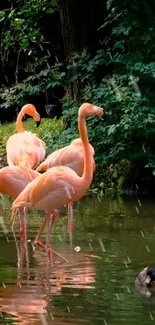 Pink flamingos wading in a serene pond, surrounded by lush greenery.