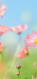 Delicate pink blossoms against a blue sky, creating a serene mobile wallpaper.