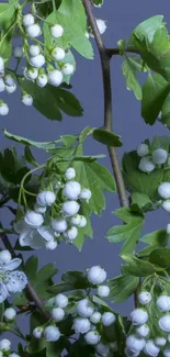 Floral branches with white blooms and greenery on a blue-gray backdrop.