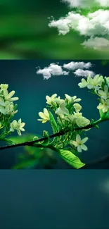 Green floral wallpaper with white flowers and clouds.