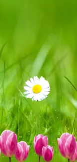 Mobile wallpaper with pink tulips and a daisy on a green background.