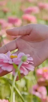 Hand gently holding a pink daisy in a green field.