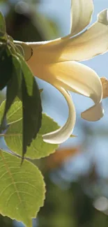 Yellow flower and green leaves in sunlight.