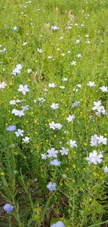 Serene meadow filled with white flowers and lush green grass for mobile wallpaper.