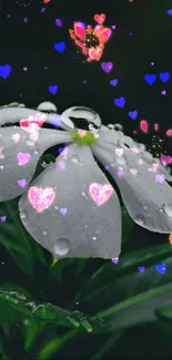 Close-up of white flower with dewdrops on green leaves.