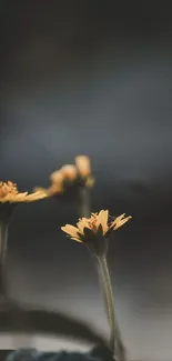 Yellow flowers with blurred background in mobile wallpaper.