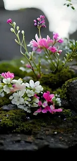 Pink and white flowers with green moss on rocks.