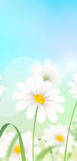 Serene wallpaper with daisies and soft blue gradient.