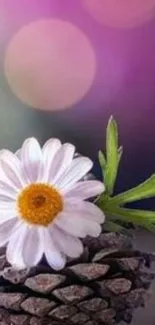 Daisy in a pine cone against a purple blurred background.