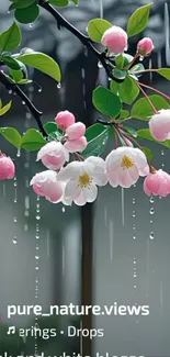 Pink and white blossoms with raindrops on a mobile wallpaper.
