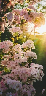 Pink flowers and sunset on a nature wallpaper.