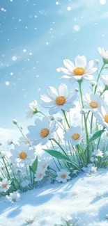 Daisies in snow with a light blue sky.