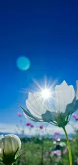 White flower under blue sky with sunburst.