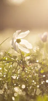 Serene white flower with golden bokeh background.